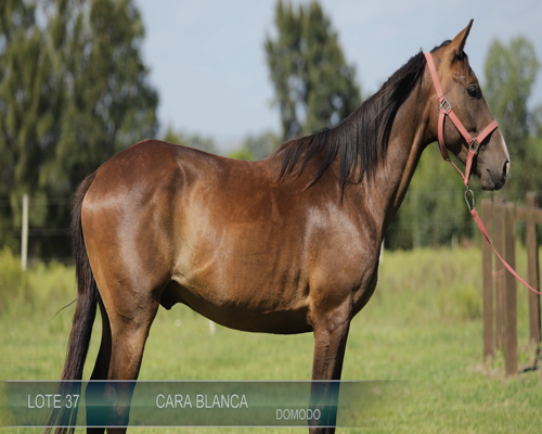 Lote CARA BLANCA