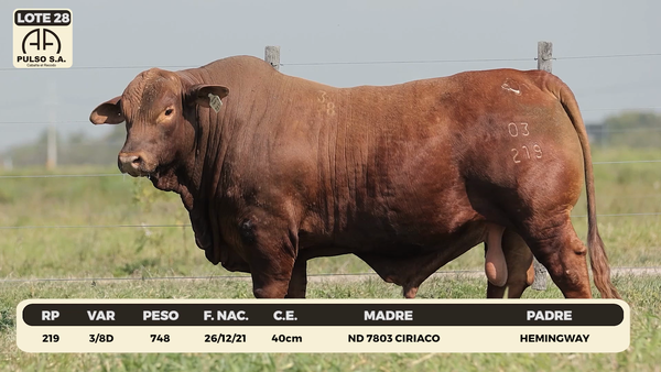 Lote LOTE 28