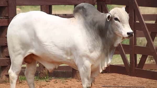 Lote LOTE 60