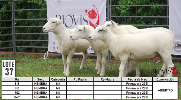 Lote LOTE 37