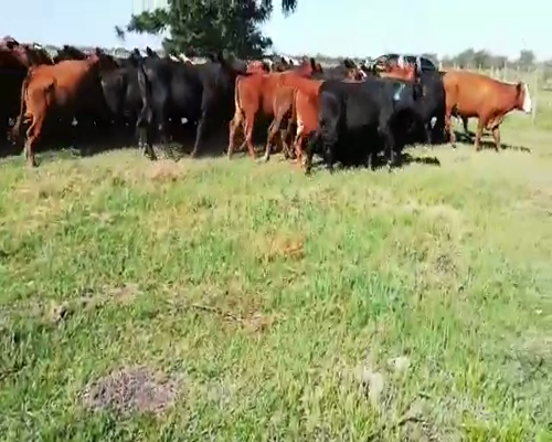 Lote 55 Novillos en Villaguay, Entre Ríos