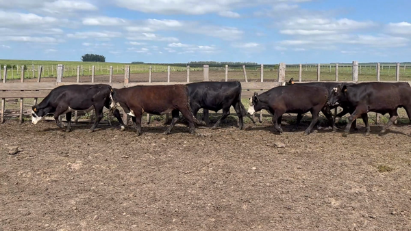 Lote 188 Novillos 1 a 2 años en Meneses, Artigas