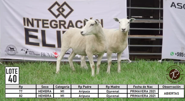 Lote LOTE 40
