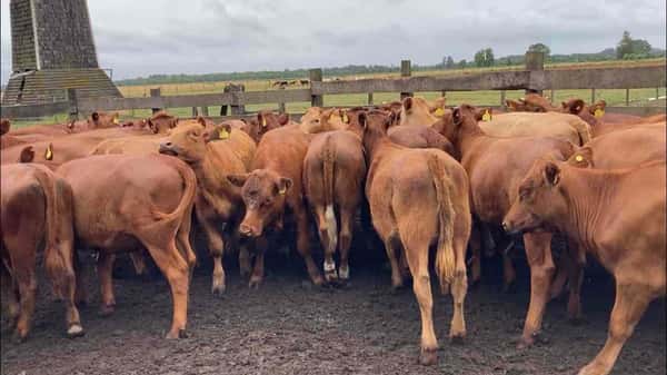 Lote 50 Vaquilla Engorda en Puerto Octay, X Región Los Lagos