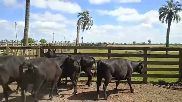 Lote 8 Vacas Pre¤adas