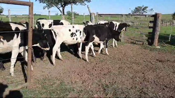 Lote (Vendido)15 Terneros Cruzas holando, angus, normando a remate en 10º Subasta - CAB  140kg -  en  Paraje Colonia Estrella