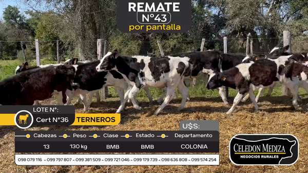 Lote 13 Terneros en Artilleros, Colonia