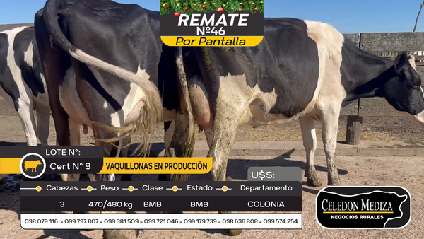 Lote 3 Vacas preñadas y paridas en Ombúes Lavalle, Colonia