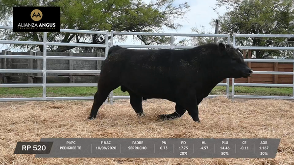 Lote TOROS