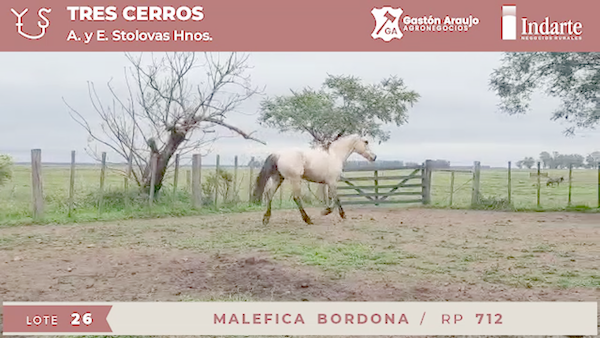 Lote MALEFICA BORDONA