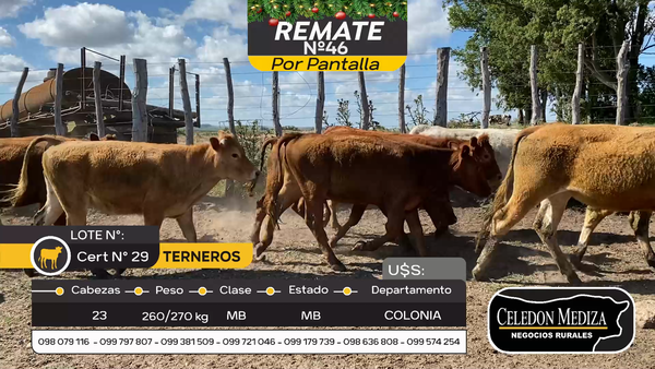 Lote 23 Terneros en La Horqueta, Colonia