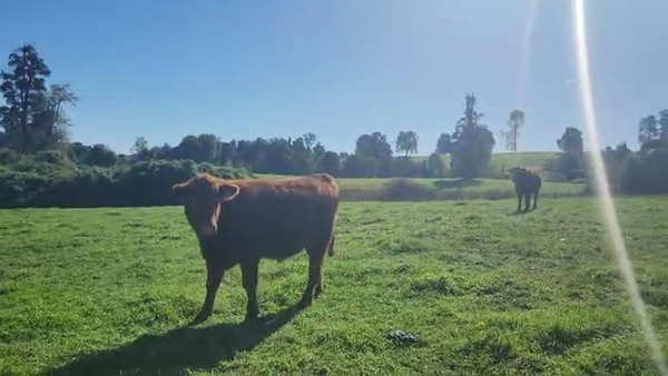 Lote 55 Novillo Engorda en Río Bueno, XIV Región Los Ríos