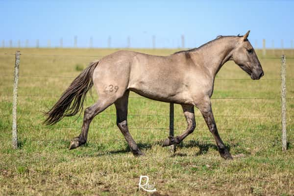 Lote Belinda Don Salvador