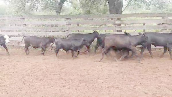 Lote 75 Terneros/as en Pampa de Los Guanacos, Santiago del Estero