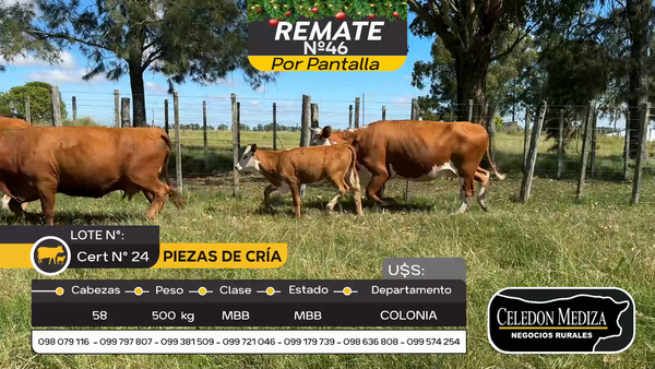 Lote 58 Piezas de cría en Otra Localidad, Colonia