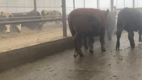 Lote 25 Novillo Gordo en Río Bueno, XIV Región Los Ríos