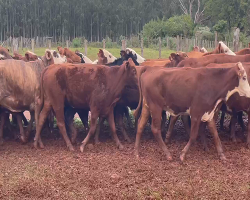 Lote 156 Vacas de invernar en Virasoro, Corrientes
