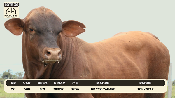 Lote LOTE 30