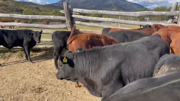 Lote 25 Ternero en Cochrane, XI Región Aysén