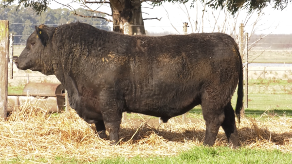 Lote TOROS PUROS DE PEDIGREE