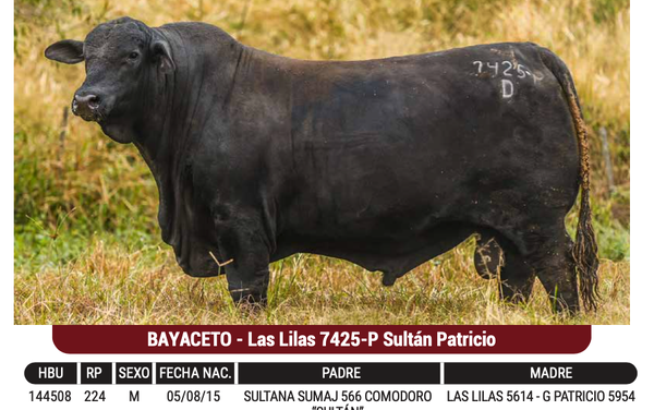 Lote "GENSUR" - BAYACETO - Las Lilas 7425-P Sultán Patricio