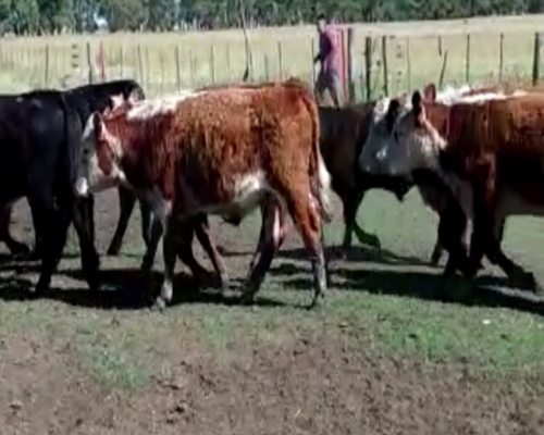 Lote 70 TERN. MACHOS, BENITO JUAREZ, BS.AS.