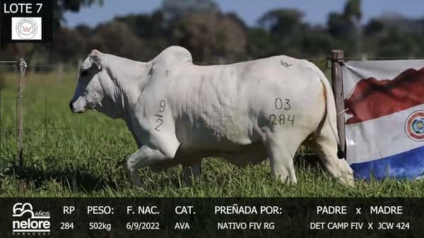 Lote LOTE 7