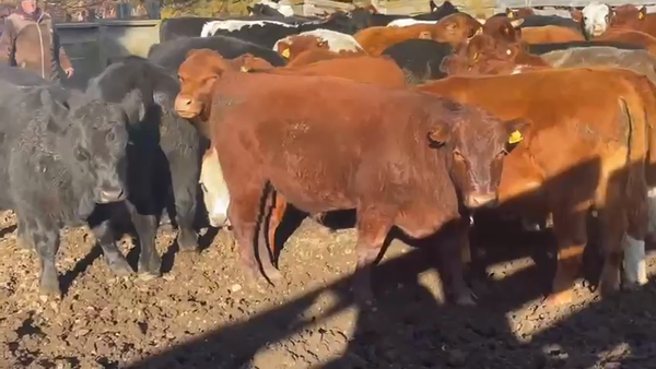Lote 50 Novillo Engorda en Coyhaique, XI Región Aysén
