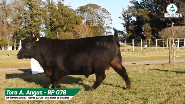 Lote TORO ANGUS