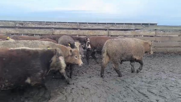 Lote 40 Novillo Gordo en Los Ángeles, VIII Región Biobío