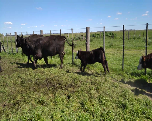 Lote 28 Vacas CUT paridas y vacias en Rauch, Buenos Aires