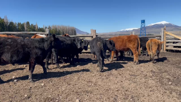 Lote 30 Novillo Engorda en Coyhaique, XI Región Aysén