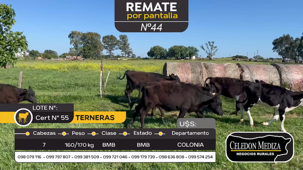 Lote 7 Terneras en Tarariras, Colonia