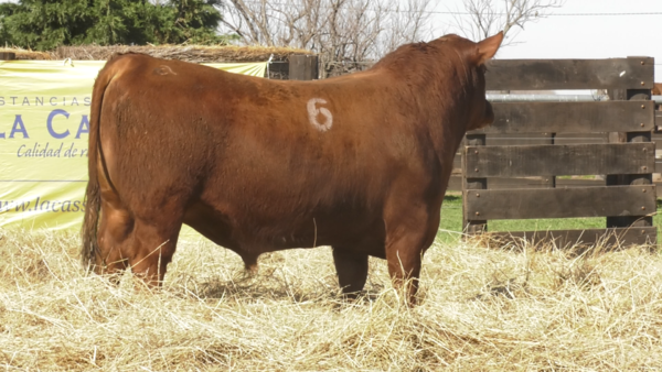 Lote TOROS ANGUS PURO CONTROLADO