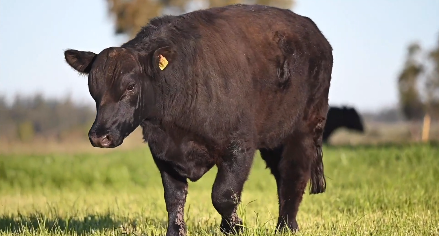 Lote Toro Angus