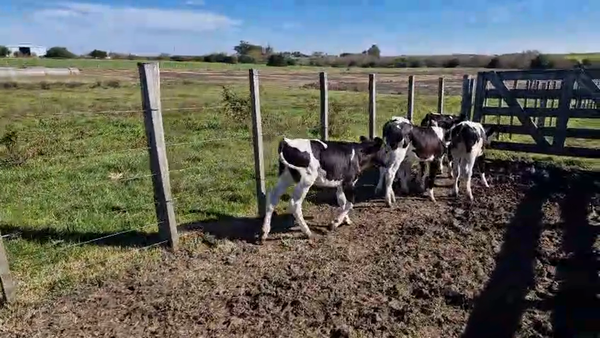 Lote 8 Terneras a remate en Pantalla Camy 90kg - , San José