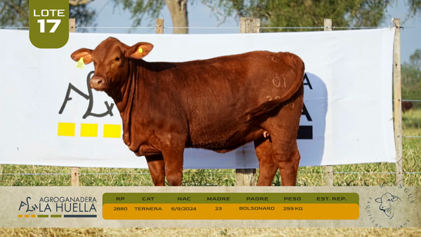 Lote LOTE 17