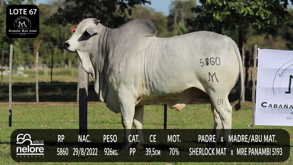 Lote LOTE 67