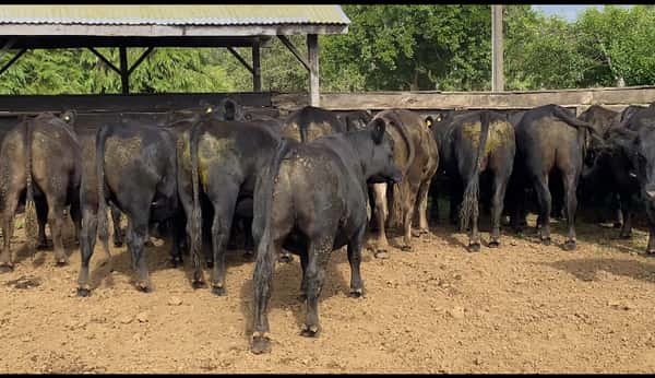 Lote 22 Novillo Gordo en Paillaco, XIV Región Los Ríos