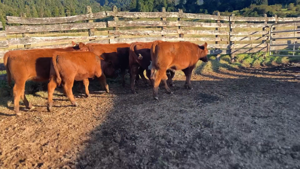 Lote 12 Ternera en Cisnes, XI Región Aysén