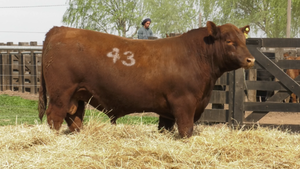 Lote TOROS ANGUS PURO CONTROLADO