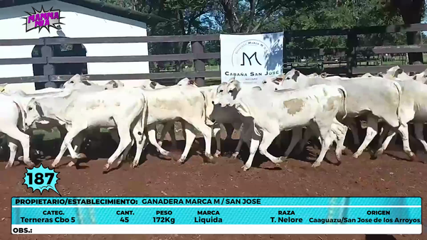 Lote LOTE 187
