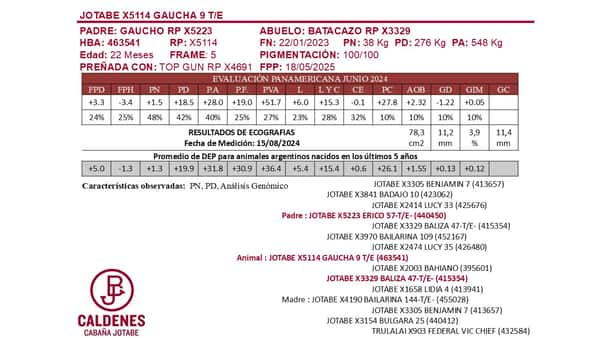 Lote VAQUILLONAS PURAS DE PEDIGREE PREÑADAS