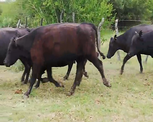 Lote 82 Vacas nuevas C/ gtia de preñez en Entre Ríos, Federal