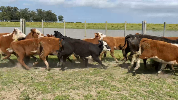 Lote 61 Terneras en Costas de Ayala, Treinta y Tres