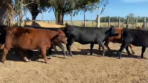 Lote 40 Terneras