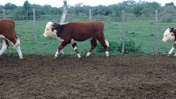 Lote 27 Terneros/as