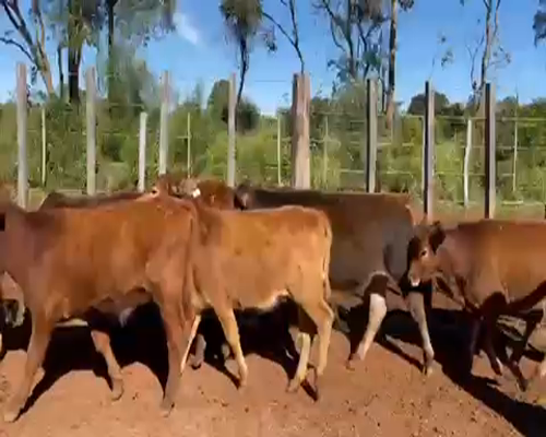 Lote 63 Terneros/as en San Carlos, Corrientes