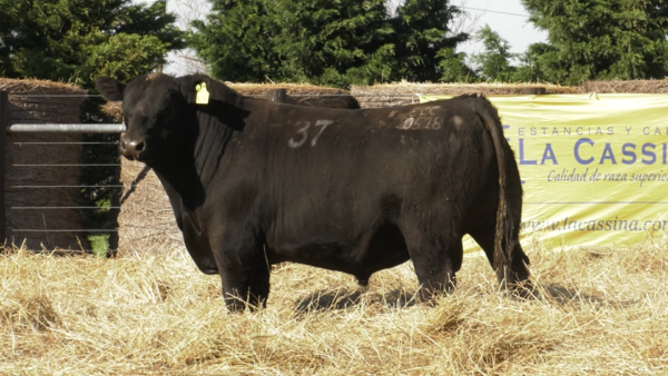 Lote TOROS ANGUS PURO CONTROLADO