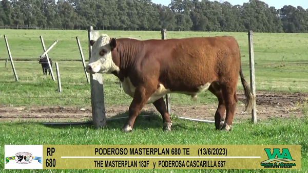 Lote Toros Hereford a remate en Cabaña La Poderosa, Florida